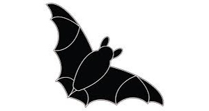 bat conservation india trust