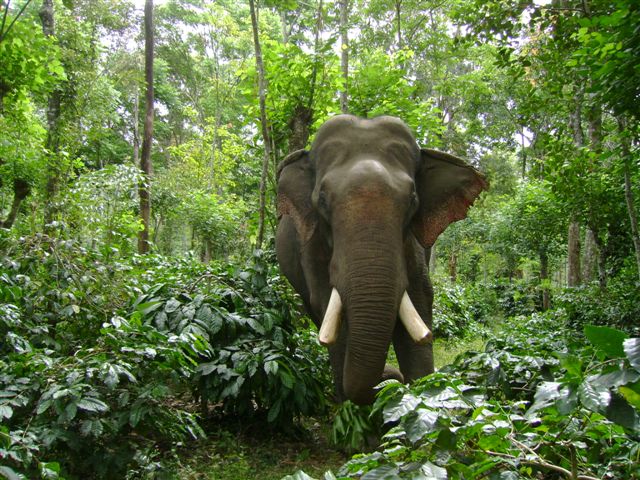 facing an elephant 2625130738 o - Dhanush Shetty